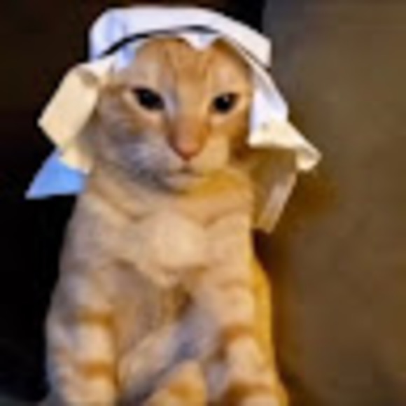 Meet your Posher, Reign - Picture 1 of 1